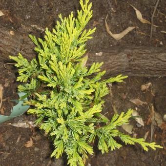 Juniperus horizontalis 'Limeglow'