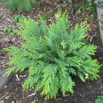 Chamaecyparis lawsoniana 'Sunkist' - Schijncipres