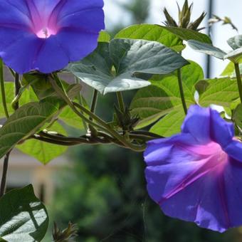 Ipomoea learii