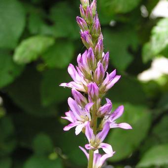 Francoa appendiculata