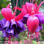 Fuchsia 'Moth Blue' - Bellenplant