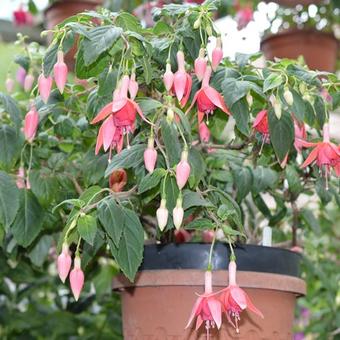 Fuchsia 'Fire Mountain'