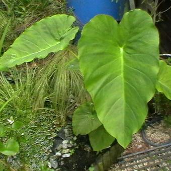 Colocasia esculenta