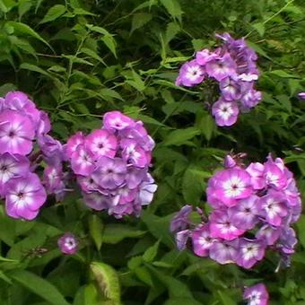 Phlox paniculata 'Uspekh'