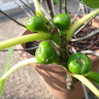 Ficus carica 'Brown Turkey'