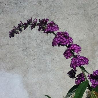 Buddleja davidii