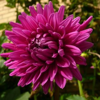 Dahlia 'Lucky Number'