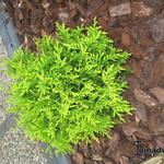 Thuja occidentalis 'Mr. Bowling Ball' - Levensboom - Thuja occidentalis 'Mr. Bowling Ball'