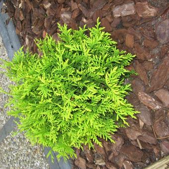 Thuja occidentalis 'Mr. Bowling Ball'