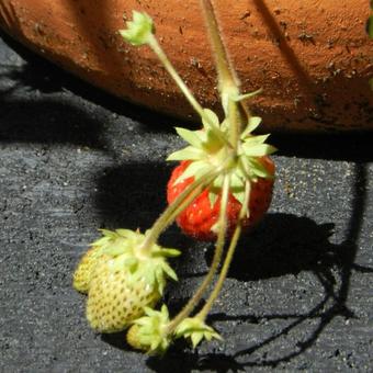 Fragaria x ananassa 'Ostara'