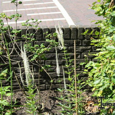 Veronicastrum virginicum 'Album' - Virginische ereprijs