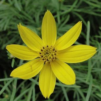 Coreopsis verticillata