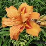 Hemerocallis (oranje varieteiten) - Daglelie