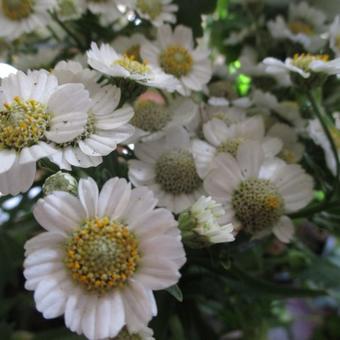 Achillea ptarmica 'Nana Compacta'