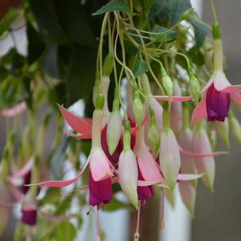 Fuchsia 'President Margaret Slater'