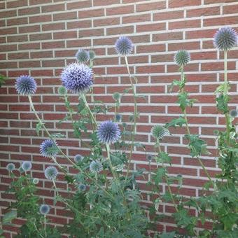 Echinops ritro