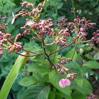 Cardiandra Moellendorffii