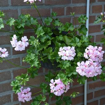 Pelargonium 'Weisz Koningin'