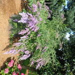 Buddleja davidii 'Dartmoor' - Vlinderstruik