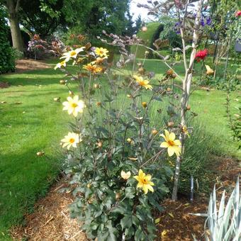 Dahlia 'Bishop of York'