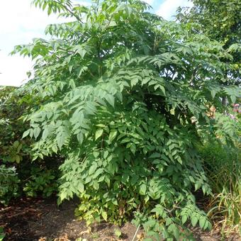 Dahlia imperialis