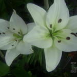 Lilium 'Navona' - Aziatische lelie