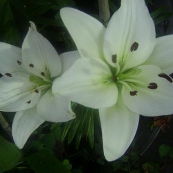 Lilium 'Navona'