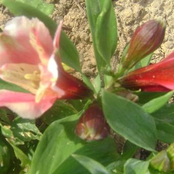 Alstroemeria 'INCA Sweety'