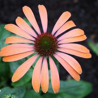 Echinacea purpurea 'Julia'