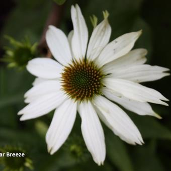 Echinacea purpurea 'Polar Breeze'