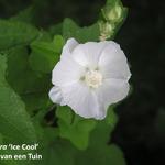 Lavatera thuringiaca 'Ice Cool' - Struikmalva