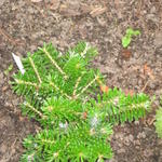 Abies Koreana 'Gait' - Koreaanse zilverspar