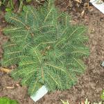 Picea omorika 'Karel' - Servische spar