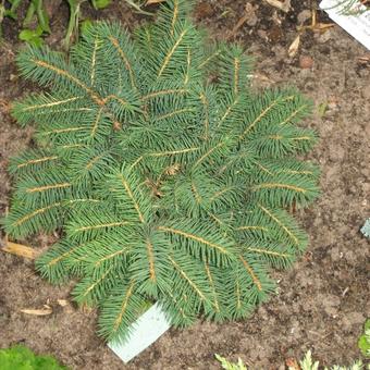 Picea omorika 'Karel'