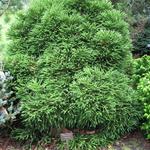 Cryptomeria japonica 'Little Champion' - Heksenbezem