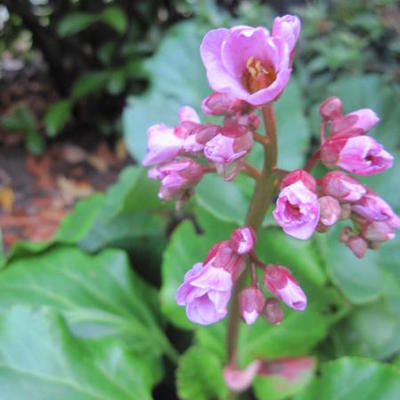 Schoenlappersplant - Bergenia cordifolia 'Herbstblüte'