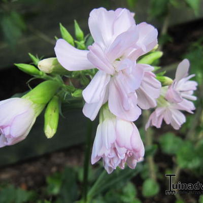 Saponaria officinalis 'Rosea Plena' - Zeepkruid