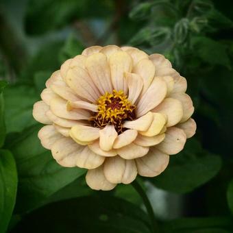 Zinnia