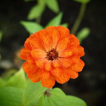 Zinnia