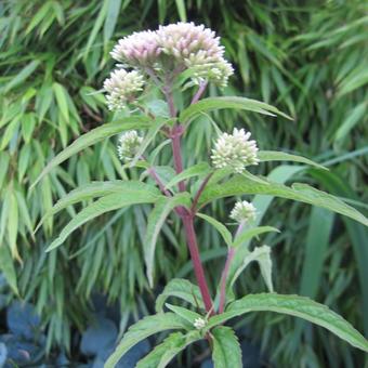 Eupatorium cannabinum