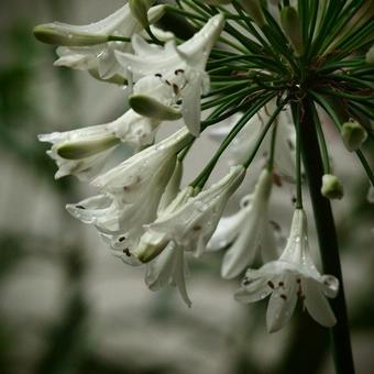 Agapanthus africanus 'Albus'