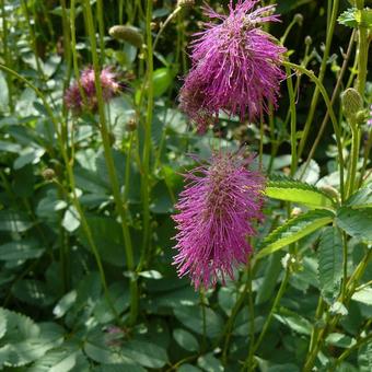 Sanguisorba hakusanensis