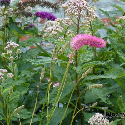 Japanse pimpernel - Sanguisorba obtusa