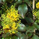 Mahonia aquifolium 'Apollo'  - Mahonia