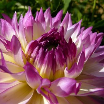 Dahlia 'Lake Michigan'