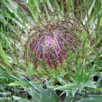 Carlina acaulis - Zilverdistel, Driedistel