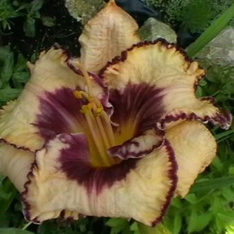 Hemerocallis 'Calico Jack'