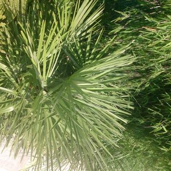 Chamaerops humilis var. volcano