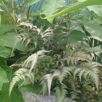 Athyrium niponicum 'Metallicum'