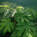 Tetrapanax papyrifer 'Rex' - Rijstpapierplant / rijstpapierboom